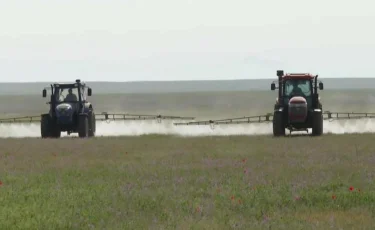 Масштабная обработка: Казахстан защитил поля от саранчи на площади свыше 1,4 млн га