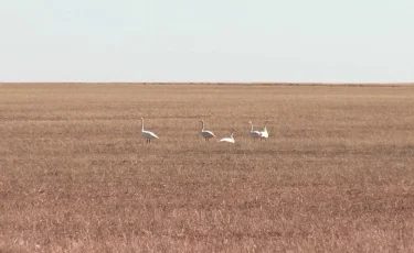 Мемлекетке қайтарылған жердің дені бос жатыр - депутаттар дабыл қақты