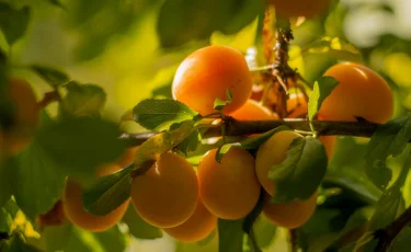 Сколько стоят персики и абрикосы в разных регионах Казахстана