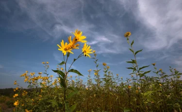 Сухо и жарко: в Казахстане установится знойная погода