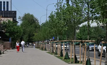 В Алматы станет еще зеленее: в этом году высадят сотни деревьев и десятки тысяч кустарников