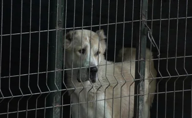 "Қанға қақалып жатты": Алматы облысында баланы ит талап өлтіре жаздады