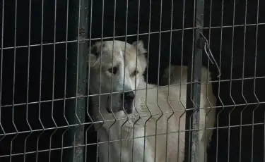 "Қанға қақалып жатты": Алматы облысында баланы ит талап өлтіре жаздады