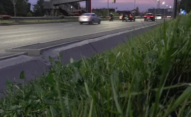 Без вреда для здоровья: в акимате Алматы объяснили ситуацию с окрашиванием газонов