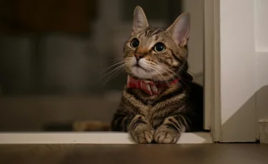 Жестокое "развлечение": дети подожгли кошку