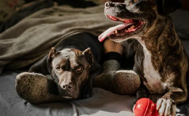 Он лаял и ползал: обнаружен ребенок, воспитанный собаками