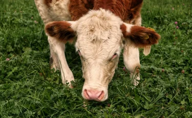 Қазақстанның 6 компаниясы Иорданияға қой мен сиыр етін экспорттайды