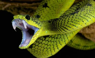 Участились случаи укусов гадюк: пострадали пенсионеры