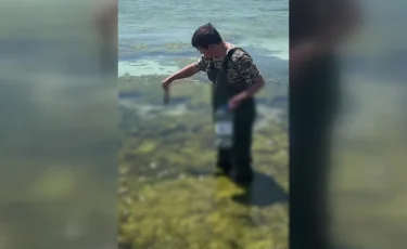 Шабақтар жаппай қырылып жатыр: Маңғыстауда экологтар дабыл қақты