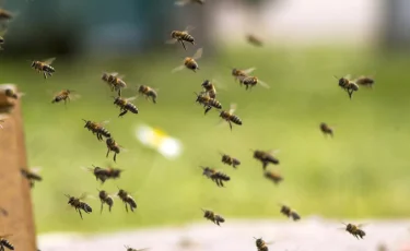 Неправильные пчелы: более 20 человек пострадало от жужжащих насекомых во Франции