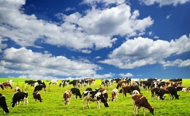 Как пройдет сельскохозяйственная перепись в Казахстане