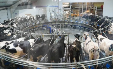 Стандарты animal welfare и смарт-фермы: как будет меняться животноводство в Казахстане