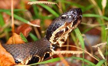 Отдых на природе: с какими ядовитыми змеями можно встретиться в Казахстане