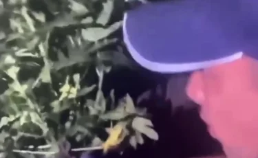 Конопляный «рай»: житель Костанайской области выращивал наркотик в огороде