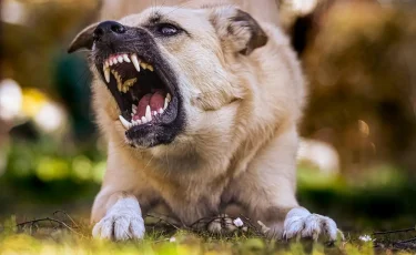 Отбиться не смогла: 17 собак искусали женщину до смерти (видео)