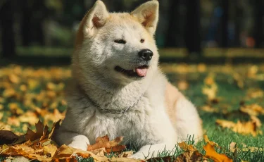 Набросилась на меня: собака прокусила голову 9-летнему ребенку