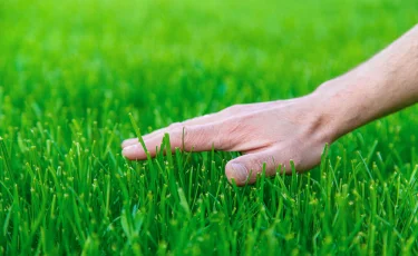 В Алматы применяют современное решение для газонов