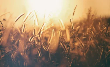 Екі жылда елдегі бидай алқаптары 750 мың гектар кеміген