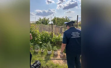 Житель региона задержан за выращивание 16 килограммов конопли в Атырауской области