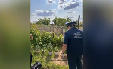 Житель региона задержан за выращивание 16 килограммов конопли в Атырауской области