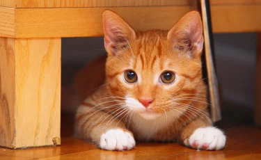 Зачем заводят котов: что приносит пушистый друг в дом