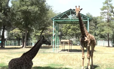 Редкие и удивительные: в зоопарке Алматы родились животные из Красной книги