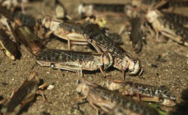 Саранча атакует: в Атырауской области наблюдается массовое нашествие насекомых