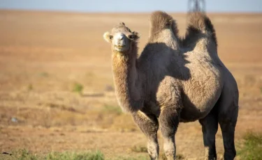 Қауіп қайдан: Атырау облысында 80-нен аса түйе арам өлген