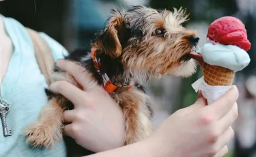 Лакомство в жаркий день: как выбрать качественное и вкусное мороженое