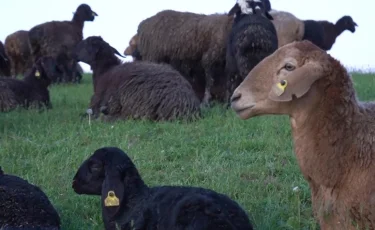 Шымкентте жайылым азайып барады