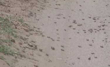 Атырау облысында шегіртке мал азығынан түк қалдырмаған – тұрғындар дабыл қақты