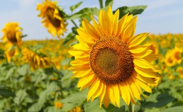 Сильная жара накроет юг и центр Казахстана 3 июля