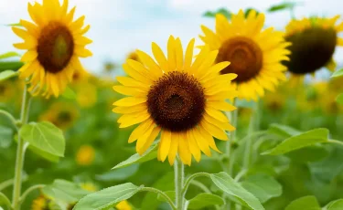 21 июля в Казахстане ожидается знойная и сухая погода