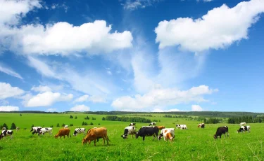 Казахстан восстановил статус благополучной страны по ряду заболеваний животных