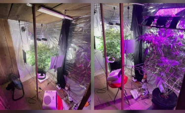 Қостанайда жасырын фитозертхана жойылды