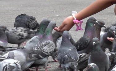 Көгершіндерге жем бермеңіз: қоғамдық орынды ластағандарға айыппұл салынады