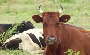 Сиырды түлкі тістеп алған: Қостанай облысындағы ауылда карантин жарияланды