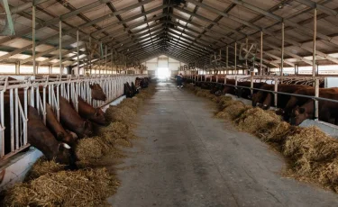 Рост рынка ветуслуг: Казахстан планирует развивать собственные цифровые инструменты