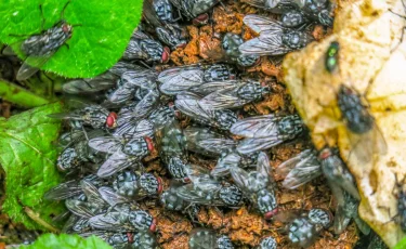 Сотни миллионов мух намерены в США разбрасывать с самолетов