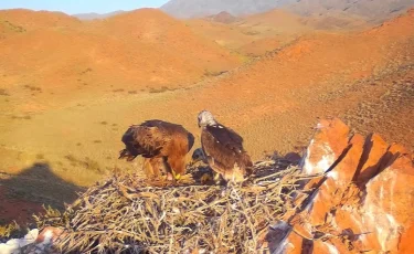 Қазақстан аумағында сирек жануарлар фототұзаққа түсіп қалды