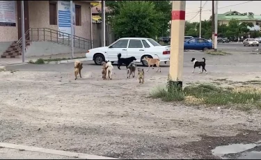 Около 1 300 человек пострадали от укусов собак и кошек в Шымкенте с начала года