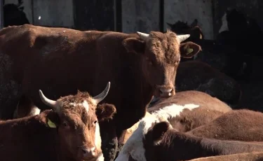 Всех посчитают: как пройдет сельскохозяйственная перепись в Казахстане