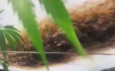 Огород с сюрпризом: житель Костанайской области выращивал марихуану