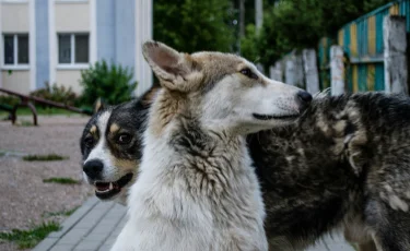 БҚО-да 1 300-ден астам адам жануарлардан зардап шекті