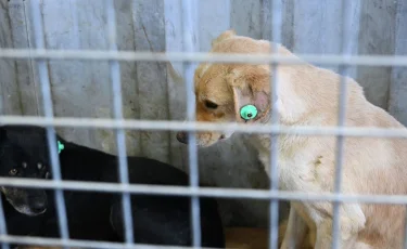 Алматыда үй жануарларын тегін чиптеу бағдарламасы басталды