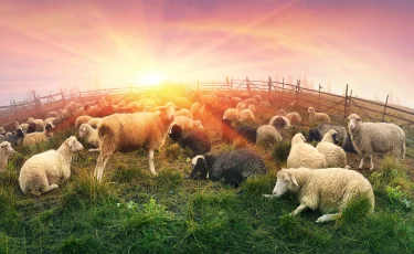 Поле усеяно трупами: массовый падеж овец произошел в Карагандинской области