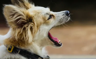 В Павлодаре две собаки напали на прохожих