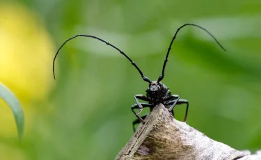 Павлодар облысында карантин енгізіледі