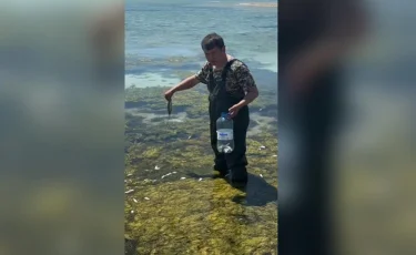 Гибель рыбы на Каспии: экологи изучают причины