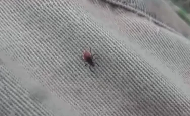 Шымкентте кене шаққан 500-ден астам адам дәрігерге жүгінген